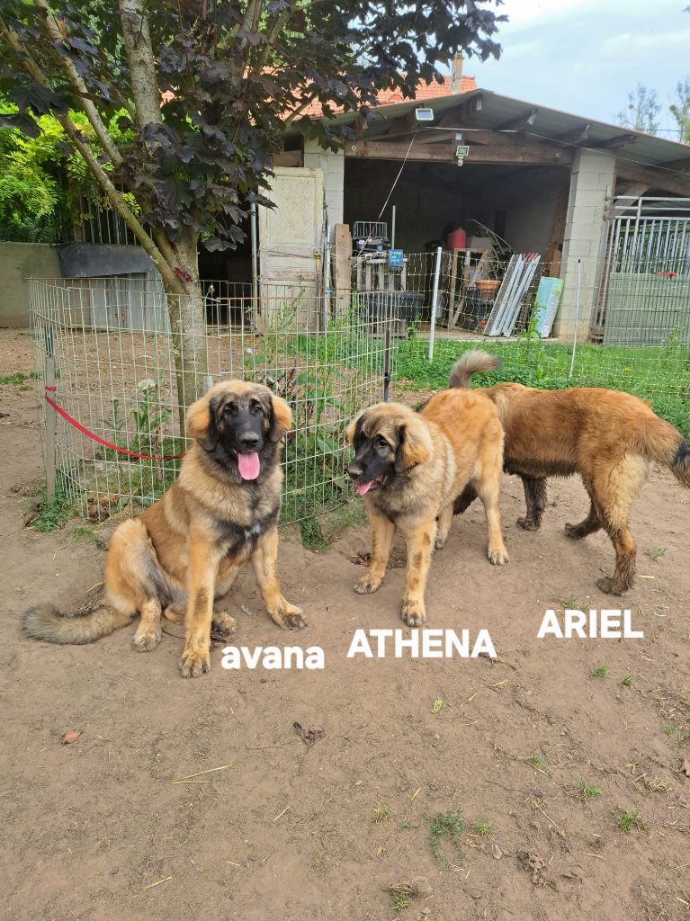 du Pont des Aulnes - Chiots disponibles - Leonberger