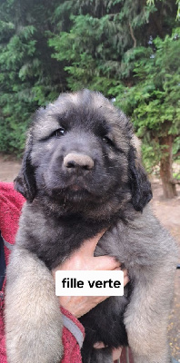 CHIOT pêche Arwen