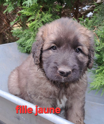 Chiot N°4 collier jaune