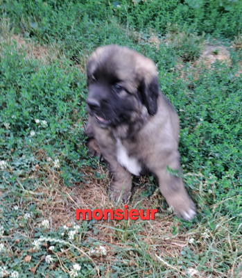 Chiot N°1 collier rouge