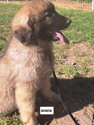 CHIOT jaune AVANA