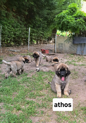 CHIOT pêche noir Athos