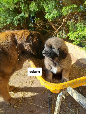 CHIOT jaune NOIR  A'GUTS