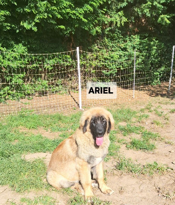 CHIOT rose ARIEL