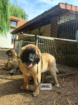 CHIOT verte Aster
