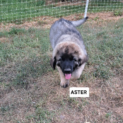 CHIOT verte Aster