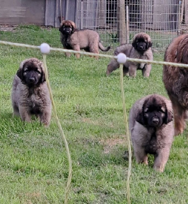 CHIOT jaune AVANA