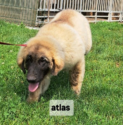 CHIOT rose Atlas 