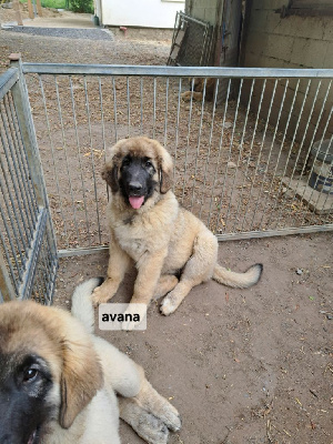 CHIOT jaune AVANA
