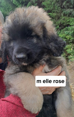 CHIOT verte APRIL