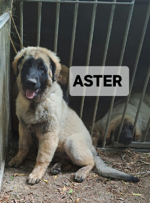 CHIOT verte Aster