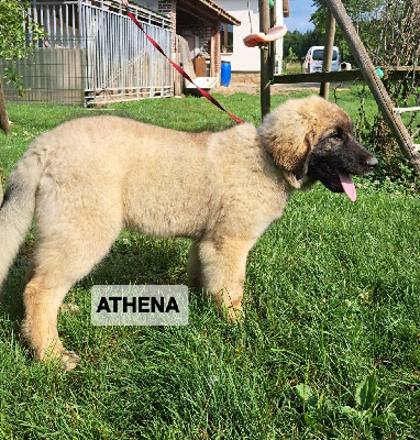 CHIOT rouge ATHENA