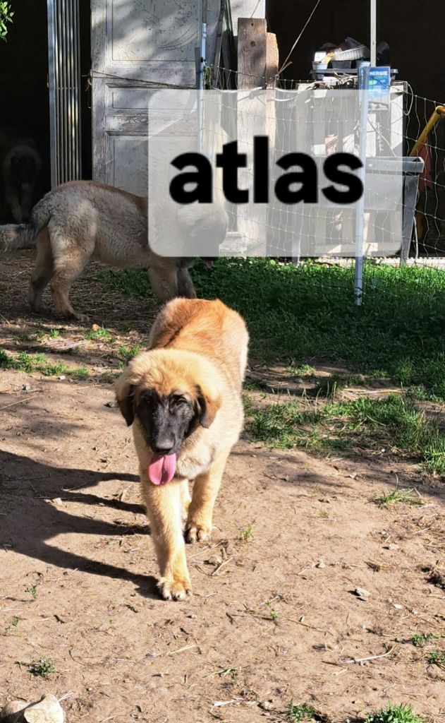 du Pont des Aulnes - Chiots disponibles - Leonberger