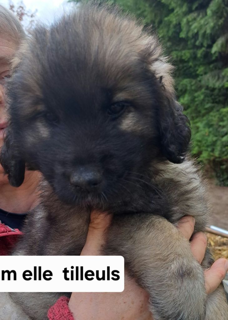 du Pont des Aulnes - Chiots disponibles - Leonberger