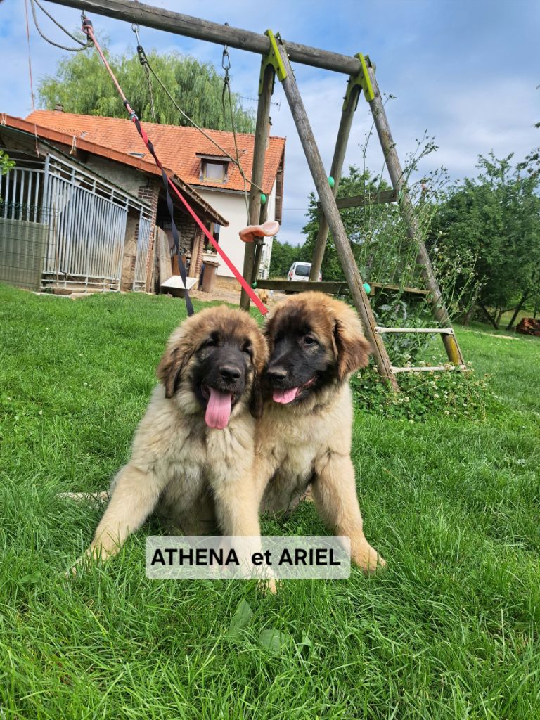 du Pont des Aulnes - Chiots disponibles - Leonberger
