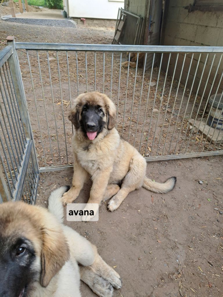 du Pont des Aulnes - Chiots disponibles - Leonberger