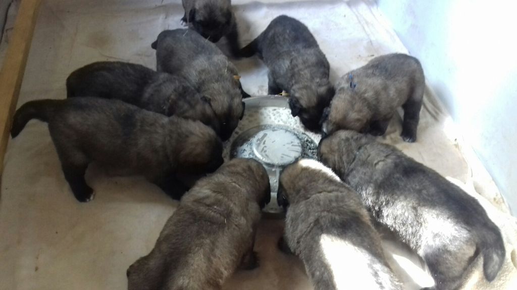 Puppy Leonberger du Pont des Aulnes