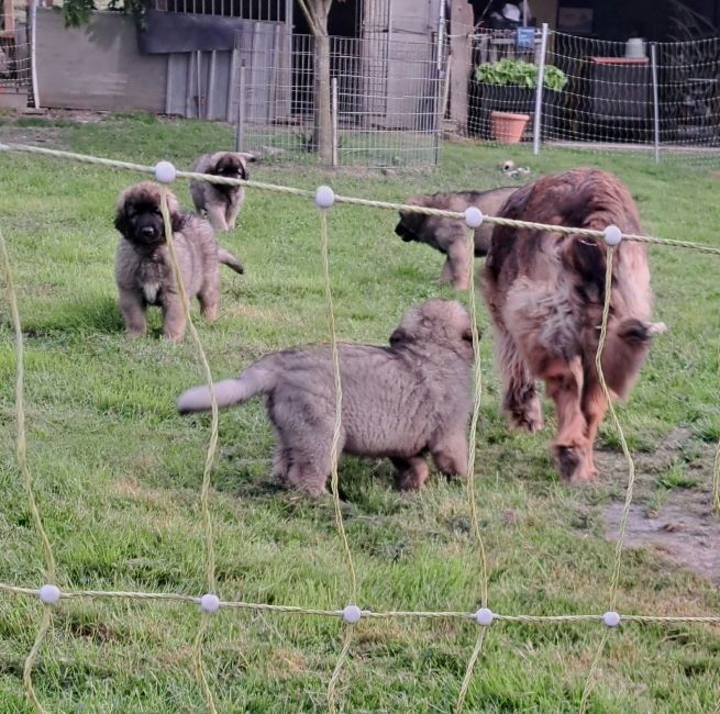 Chiot Leonberger du Pont des Aulnes