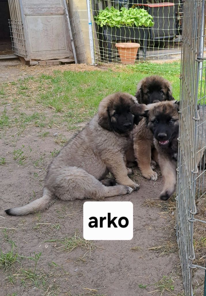 du Pont des Aulnes - Chiots disponibles - Leonberger