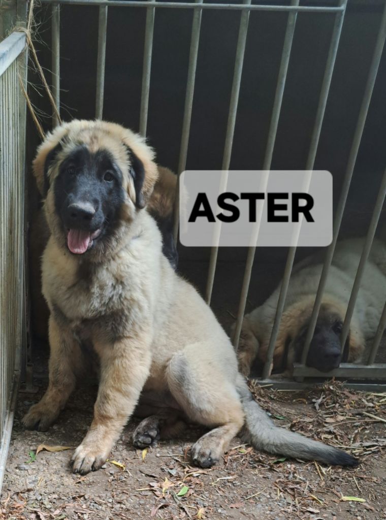 du Pont des Aulnes - Chiots disponibles - Leonberger