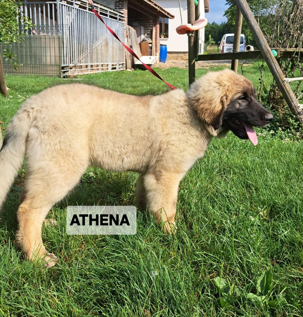du Pont des Aulnes - Chiots disponibles - Leonberger
