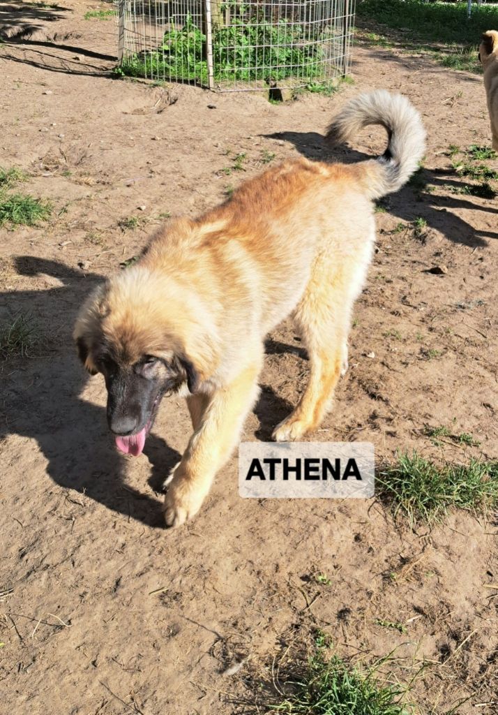 du Pont des Aulnes - Chiots disponibles - Leonberger