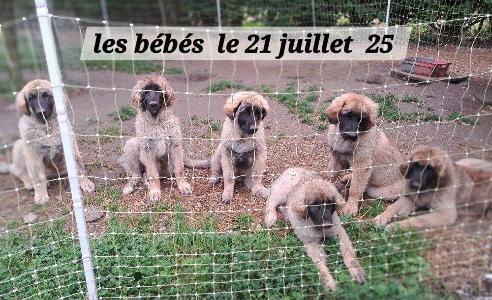 Chiot Leonberger du Pont des Aulnes